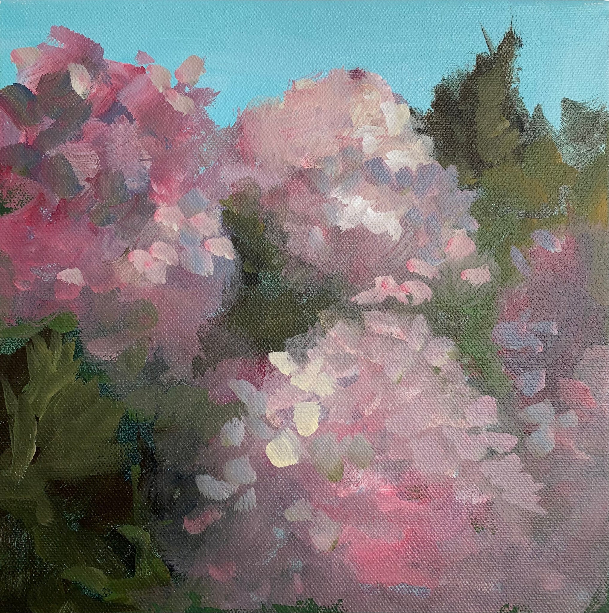 Hydrangea #2